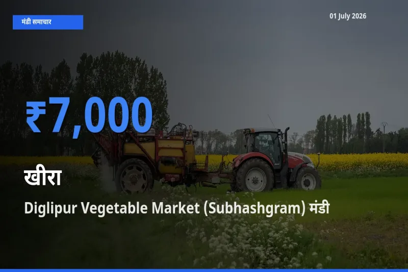 बाज़ार संकेत: Diglipur Vegetable Market (Subhashgram) बना खीरा के लिए आज की टॉप मंडी