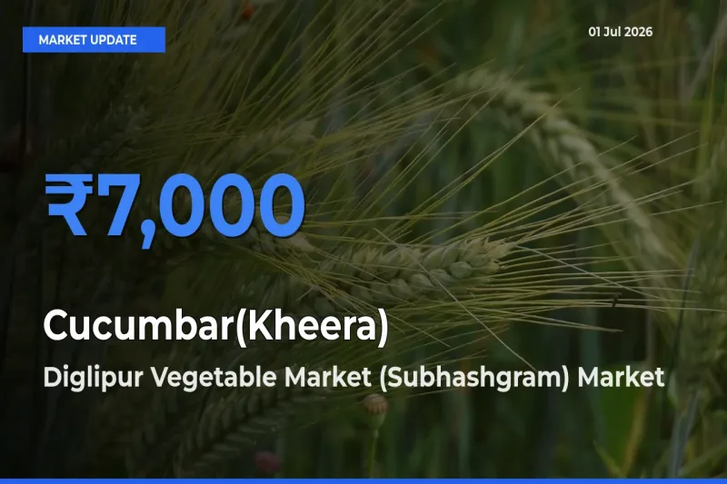 Diglipur Vegetable Market (Subhashgram) Tops Cucumbar(Kheera) Mandi Rates Today
