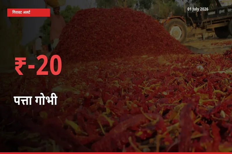 तेज़ गिरावट! मंडी में पत्ता गोभी के दाम 20.33% लुढ़के