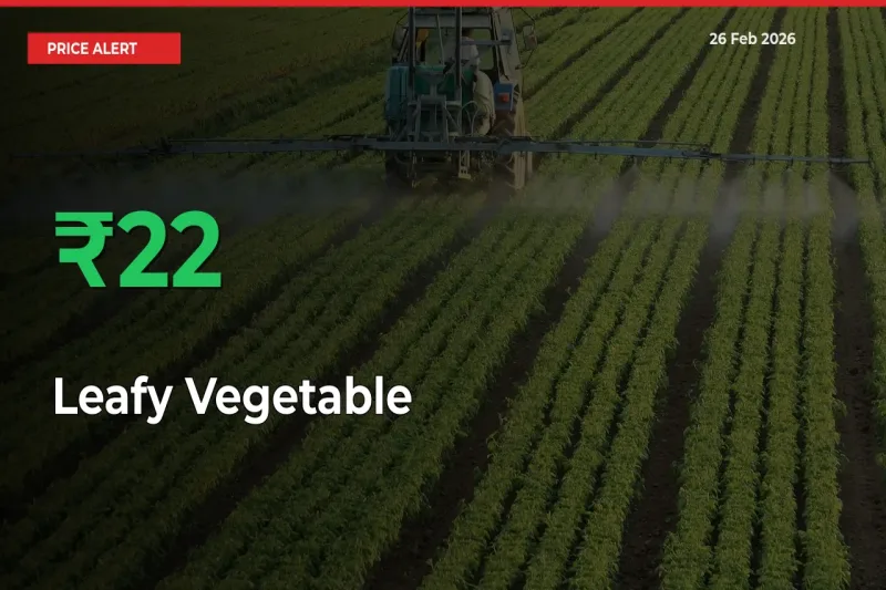 Big Rally! Leafy Vegetable Climbs 22.34% in 24 Hours at Top Mandis