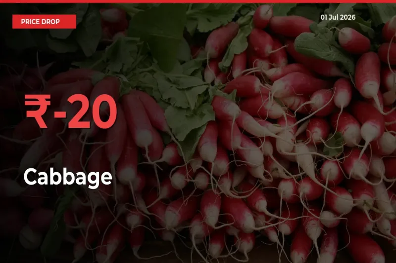 This Mandi Records 20.33% Fall in Cabbage Prices
