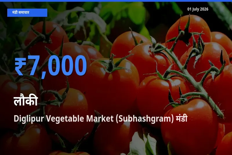 Diglipur Vegetable Market (Subhashgram) में लौकी का आज सबसे ऊँचा भाव