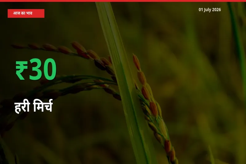 अचानक तेजी! मंडी में हरी मिर्च के दाम 30.03% चढ़े