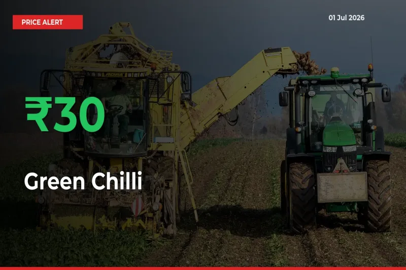 Green Chilli Prices Rise 30.03% in a Day at Major Mandis