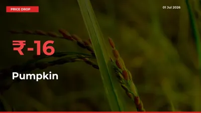 Sudden Shock! Pumpkin Drops 15.74% in 24 Hours at Top Mandis