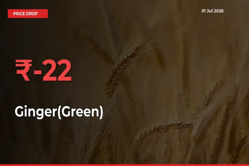Sudden Shock! Ginger(Green) Drops 21.87% in 24 Hours at Top Mandis