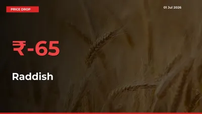 Raddish Prices Drop 64.59% in 24 Hours at Major Mandis