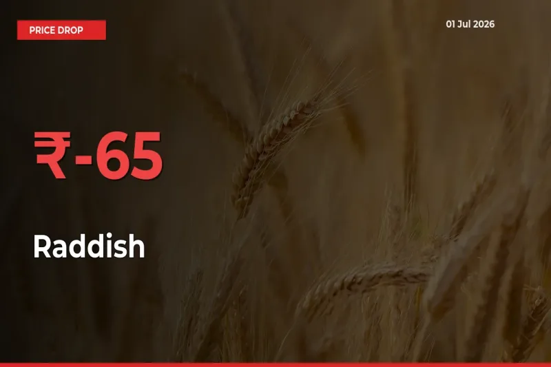 Raddish Prices Drop 64.59% in 24 Hours at Major Mandis