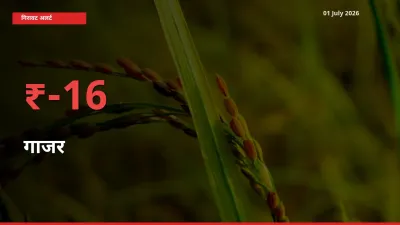 01 July अपडेट: गाजर के दाम मंडी में 16.35% गिरे