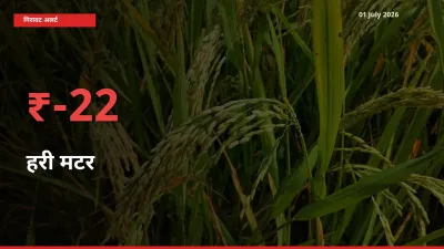 22.24% की गिरावट! मंडी में हरी मटर के दाम अचानक टूटे