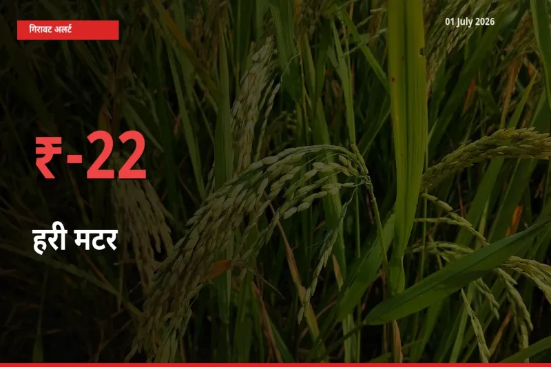 22.24% की गिरावट! मंडी में हरी मटर के दाम अचानक टूटे