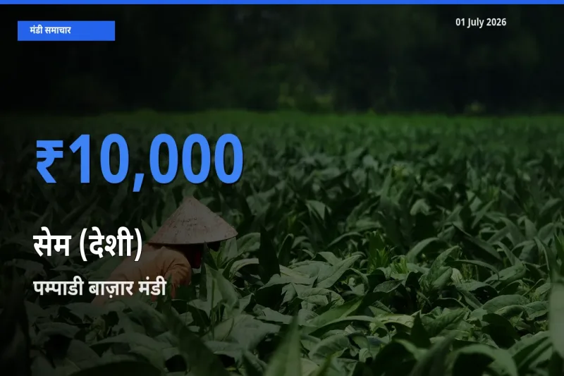 पम्पाडी बाज़ार में सेम (देशी) का आज सबसे ऊँचा भाव