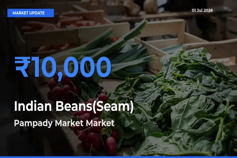 Top Performer! Pampady Market Offers Best Indian Beans(Seam) Price Today
