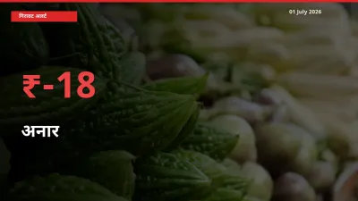 आज का मंडी भाव: अनार के दाम मंडी में 18.39% नीचे