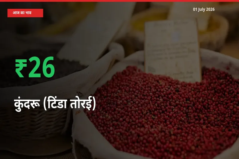 स्थानीय मंडी में कुंदरू (टिंडा तोरई) के दाम अचानक 26.29% उछले, किसान सतर्क