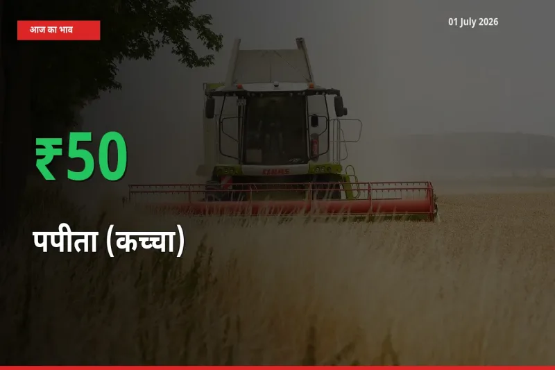 स्थानीय मंडी में पपीता (कच्चा) के दाम अचानक 50.33% उछले, किसान सतर्क