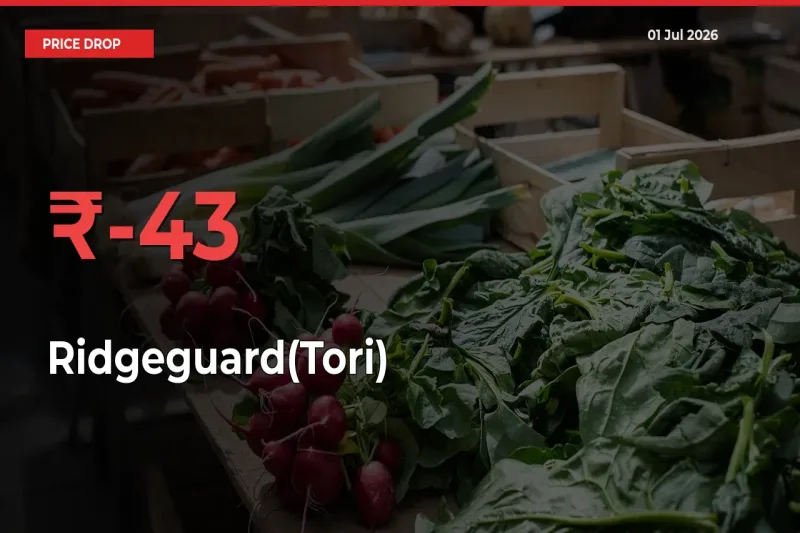 Farmers Alert as Ridgeguard(Tori) Prices Slide 43% in Local Mandis