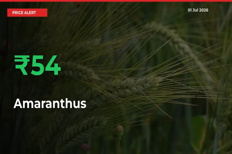 Farmers Cheer as Amaranthus Prices Surge 53.77% in Local Mandis