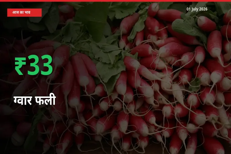 ग्वार फली के दाम प्रमुख मंडी में 33.31% बढ़े, 24 घंटे में बड़ा बदलाव
