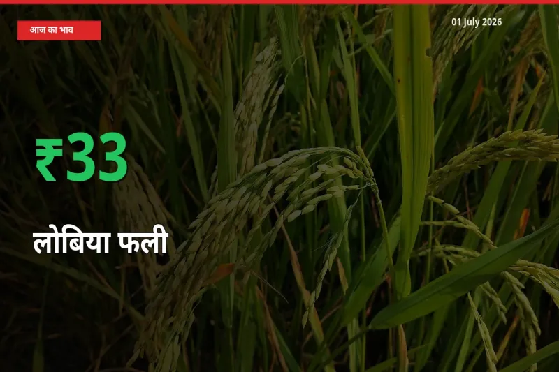 स्थानीय मंडी में लोबिया फली के दाम अचानक 33.1% उछले, किसान सतर्क