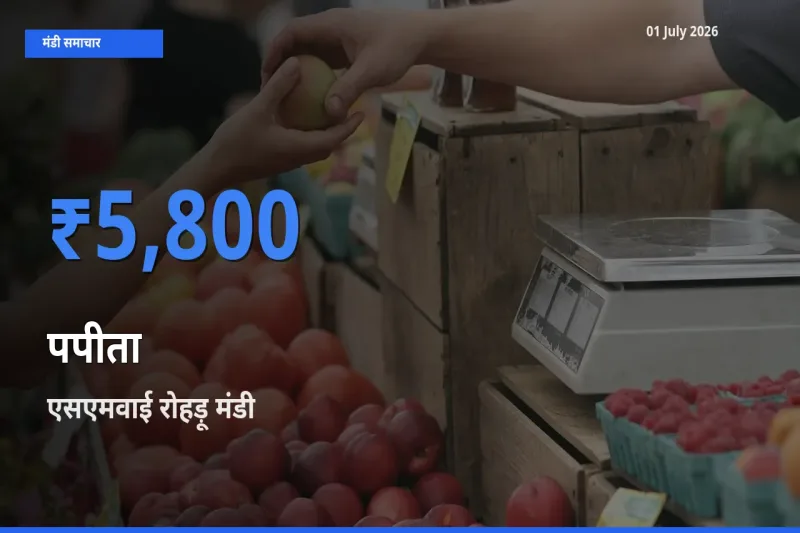 एसएमवाई रोहड़ू में पपीता का आज सबसे ऊँचा भाव
