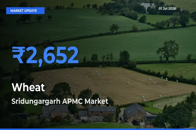 Market Watch: Sridungargarh APMC Becomes Top Mandi for Wheat