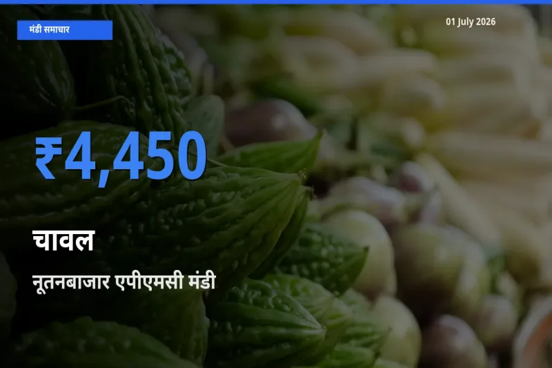 नूतनबाजार एपीएमसी में चावल का आज सबसे ऊँचा भाव
