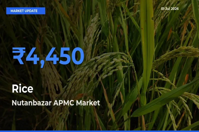 Top Performer! Nutanbazar APMC Offers Best Rice Price Today
