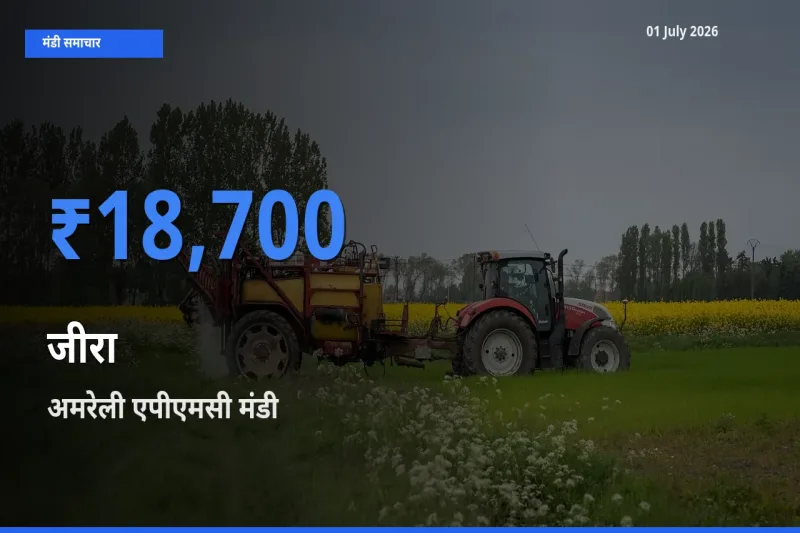 आज जीरा के सबसे ज़्यादा दाम अमरेली एपीएमसी मंडी में दर्ज