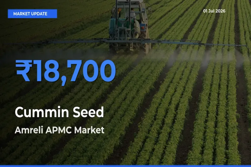 Amreli APMC Leads as Top Mandi for Cummin Seed Prices