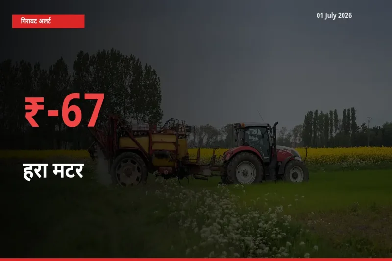 अचानक झटका! मंडी में हरा मटर के दाम 67.13% टूटे