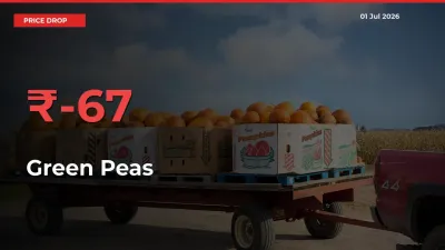 67.13% Drop in Green Peas Prices – Mandi Sees Sudden Fall