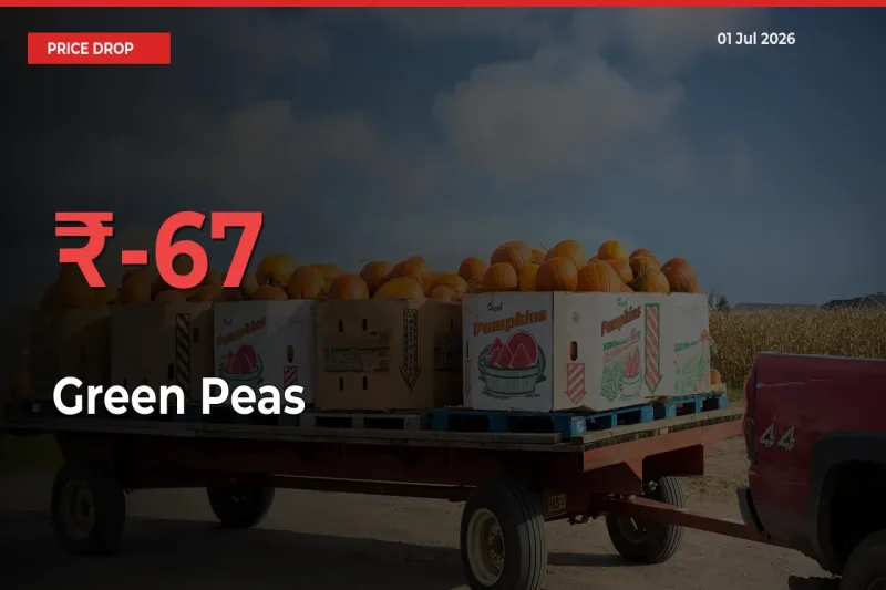 67.13% Drop in Green Peas Prices – Mandi Sees Sudden Fall