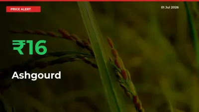 Farmers Cheer as Ashgourd Prices Surge 16.46% in Local Mandis