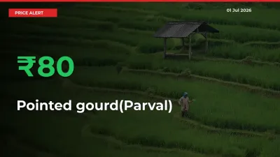 Sharp Jump! Pointed gourd(Parval) Prices Climb 79.81% in 24 Hours at Key Mandis