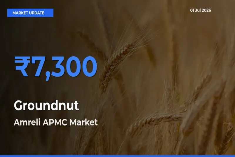 Top Performer! Amreli APMC Offers Best Groundnut Price Today