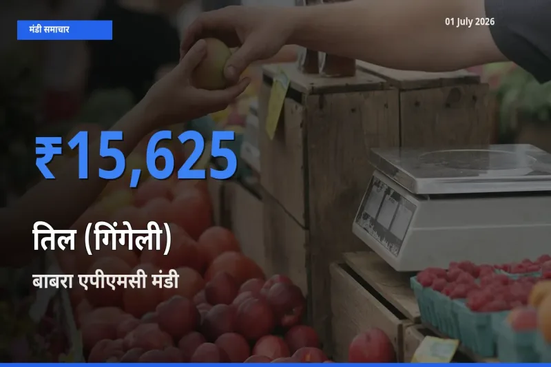 बाबरा एपीएमसी में तिल (गिंगेली) का आज सबसे ऊँचा भाव