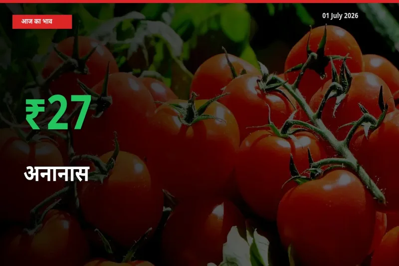 अचानक तेजी! मंडी में अनानास के दाम 26.83% चढ़े