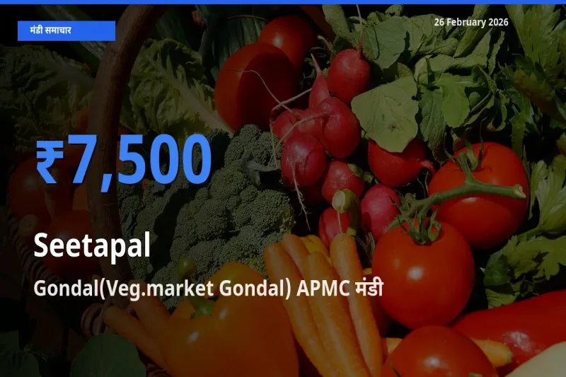 आज Seetapal के सबसे ऊँचे दाम ₹7,500 Gondal(Veg.market Gondal) APMC मंडी में