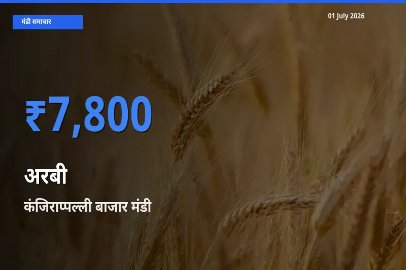 कंजिराप्पल्ली बाजार मंडी में आज अरबी के सबसे ऊँचे दाम दर्ज