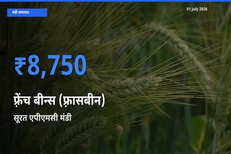 टॉप मंडी बना सूरत एपीएमसी! फ़्रेंच बीन्स (फ़्रासबीन) के सबसे ऊँचे दाम यहीं दर्ज