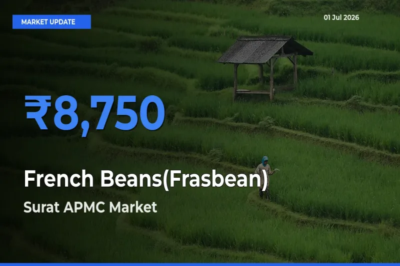 Farmers Prefer Surat APMC as French Beans(Frasbean) Hits Highest Rate