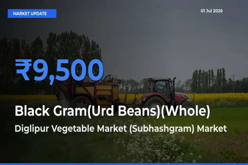 Market Watch: Diglipur Vegetable Market (Subhashgram) Becomes Top Mandi for Black Gram(Urd Beans)(Whole)