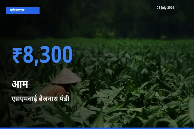 किसानों की पसंद बना एसएमवाई बैजनाथ, आम के सबसे अच्छे दाम