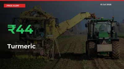 44.2% Spike in Turmeric Prices – Mandi Sees Sudden Rally