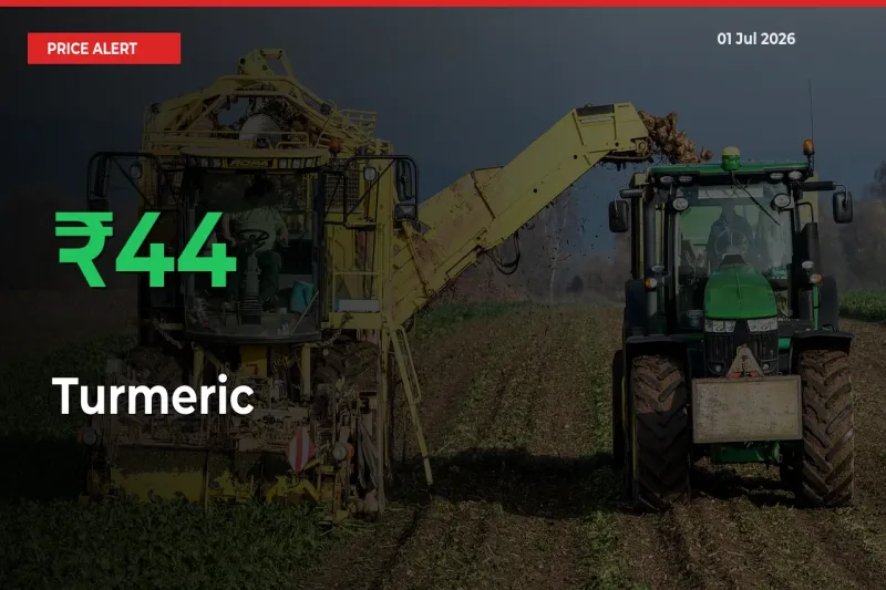 44.2% Spike in Turmeric Prices – Mandi Sees Sudden Rally