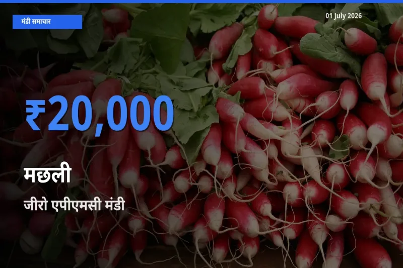 आज मछली के सबसे ज़्यादा दाम जीरो एपीएमसी मंडी में दर्ज