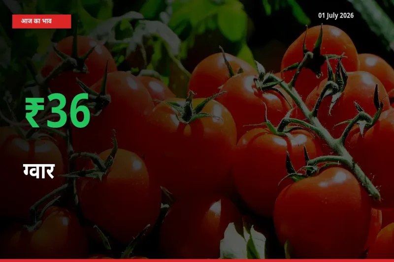 बाज़ार संकेत: ग्वार के भाव मंडी में 36.07% ऊपर