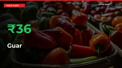 36.07% Spike in Guar Prices – Mandi Sees Sudden Rally