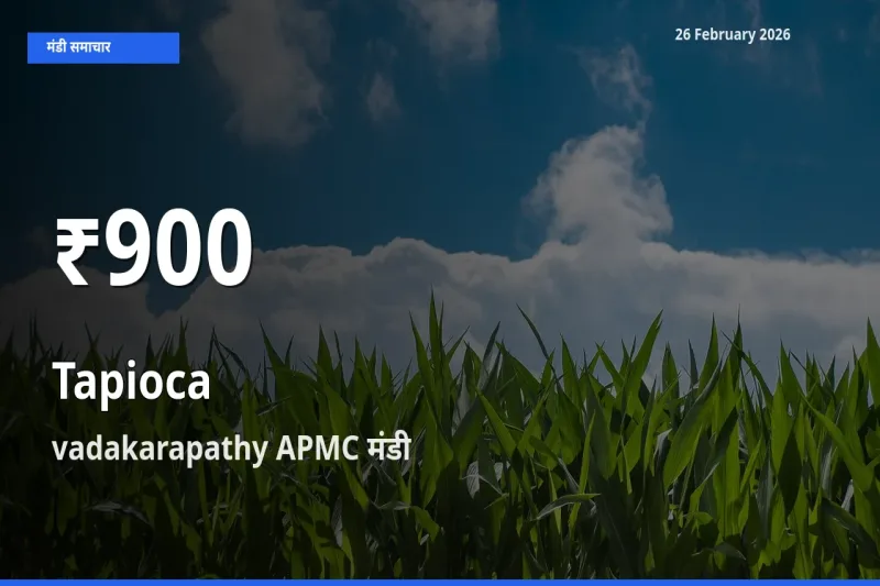Tapioca के दाम 30 दिनों के सबसे निचले स्तर पर, vadakarapathy APMC